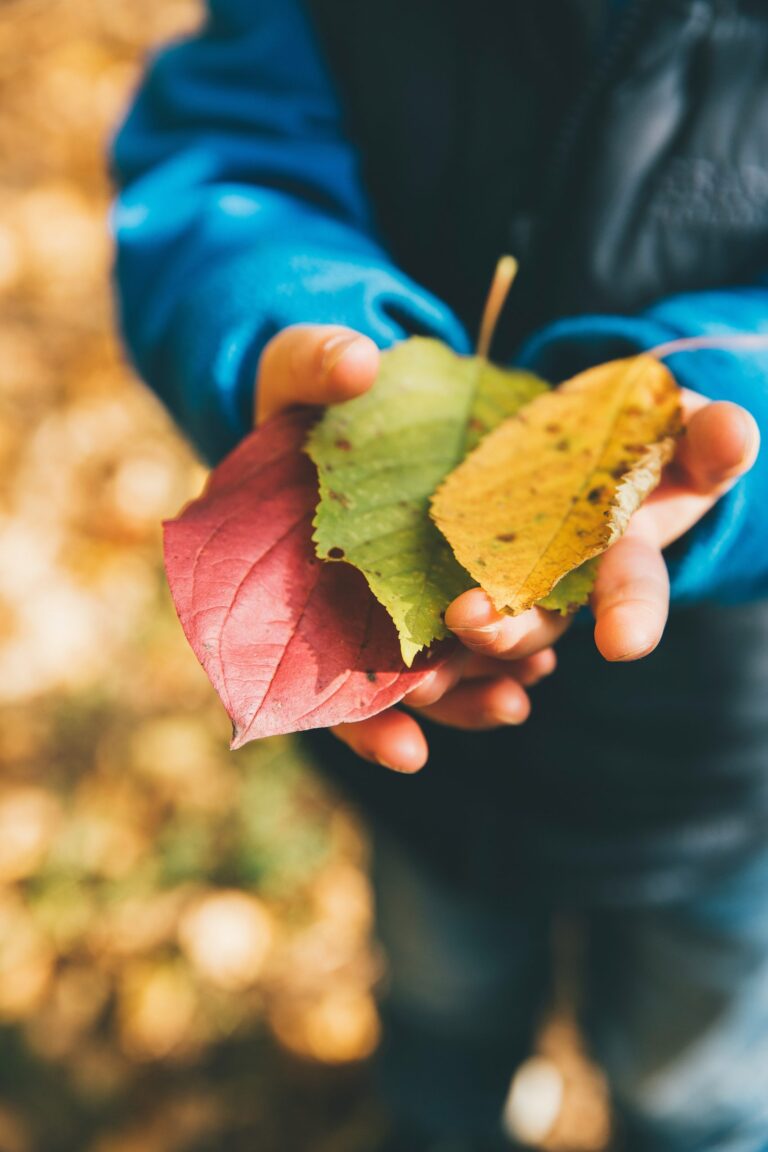 Mains d’enfant tenant trois feuilles d’automne colorées