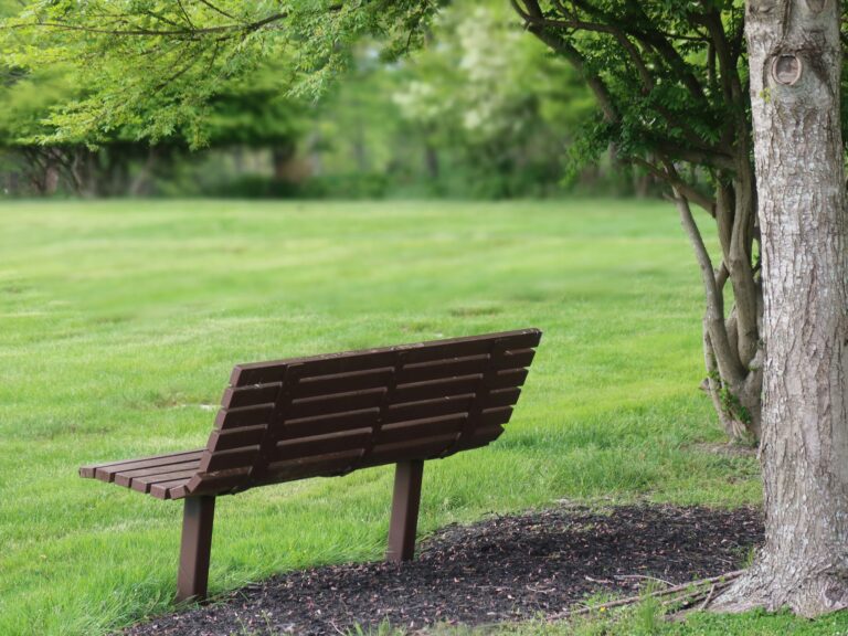 Banc vide sous un arbre dans un parc verdoyant