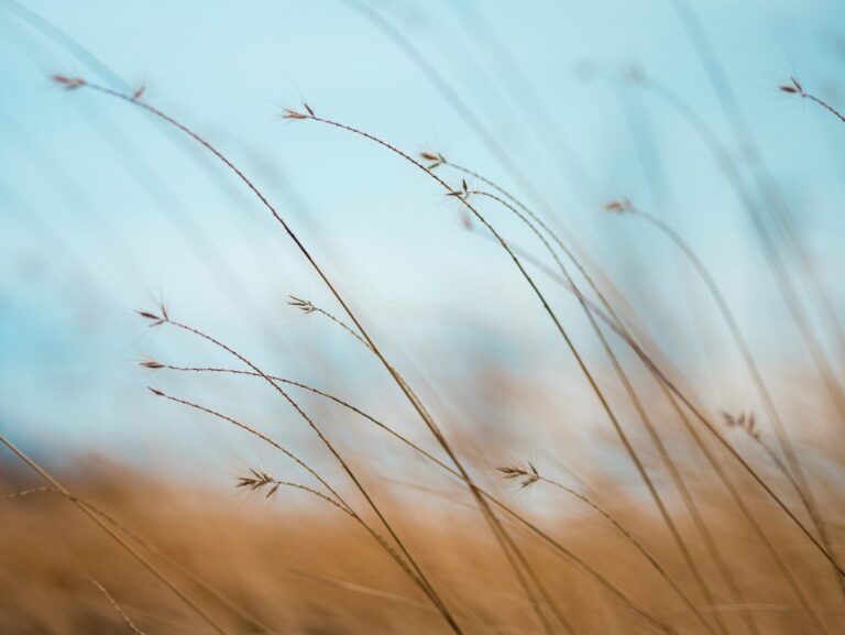 Herbes sauvages qui ondulent dans le vent sous un ciel bleu