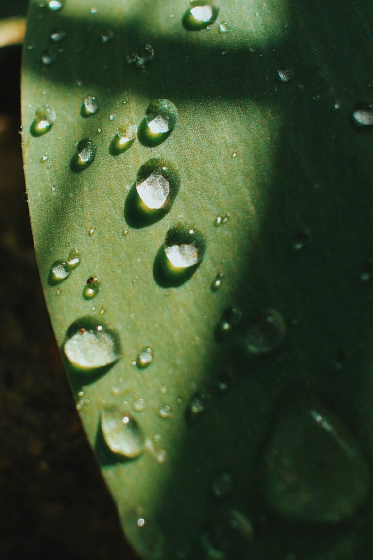 Gouttes d’eau sur une feuille verte