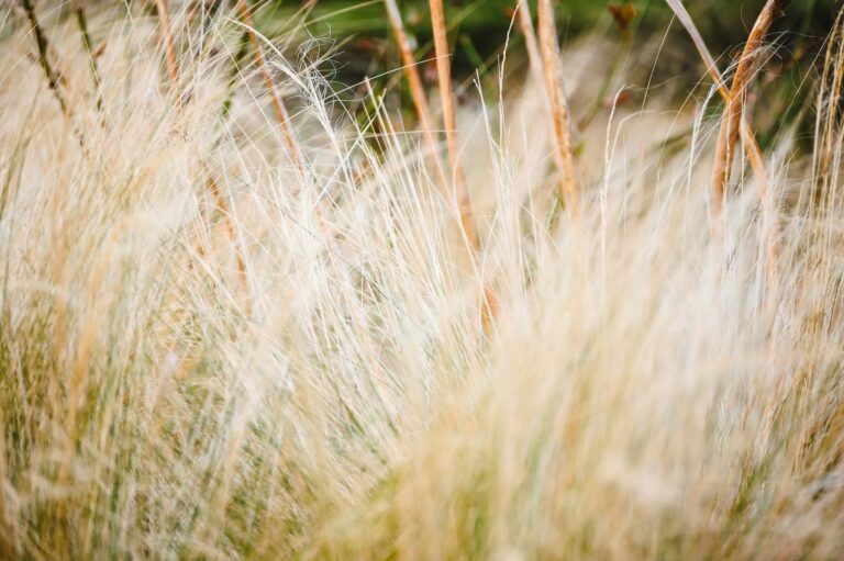 Gros plan sur des herbes sèches et légères