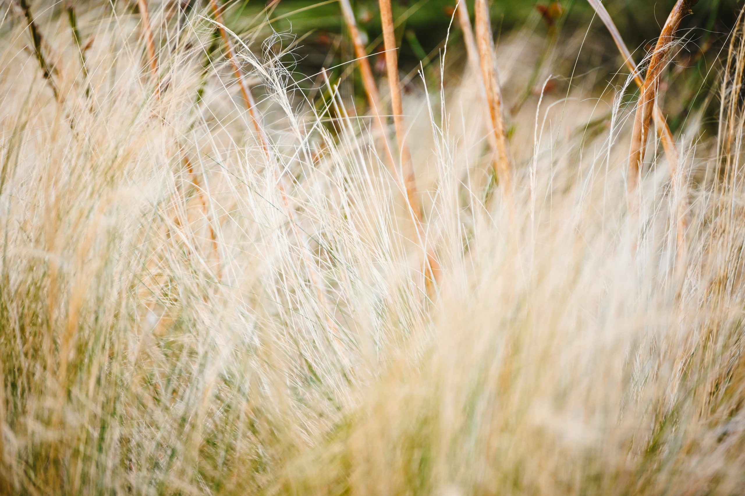 Gros plan sur des herbes sèches et légères